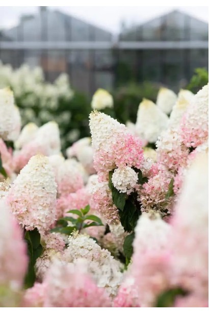 Цветы гортензии Ливинг Стравбери Блоссом крупным планом